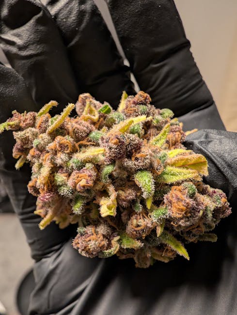 Utrecht Cannabis Shop