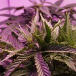 Plzen Cannabis Dispensary: 420 Shop in Plzen img-1141.jpg