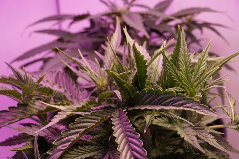 Plzen Cannabis Dispensary: 420 Shop in Plzen