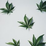 Venice Cannabis Shop Guide img-1163.jpg