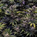 Best THC Vape in Turin img-1195.jpg