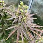Welcome to the premier 420 shop in Nantes – your local cannabis dispensary img-1254.jpg