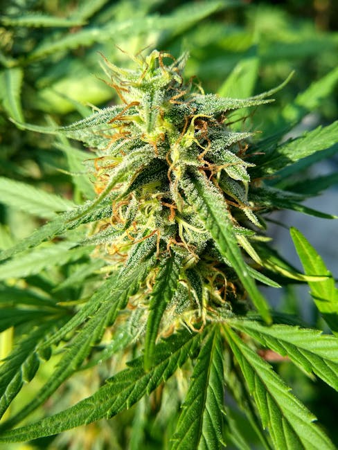 Vila Nova de Gaia Cannabis Delivery Service