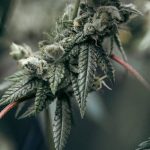 Cannabis and Weed Delivery Service in Porto, Portugal img-1265.jpg