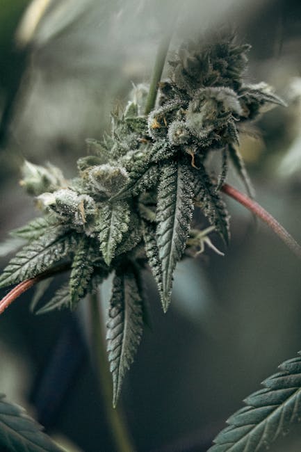Cannabis and Weed Delivery Service in Porto, Portugal