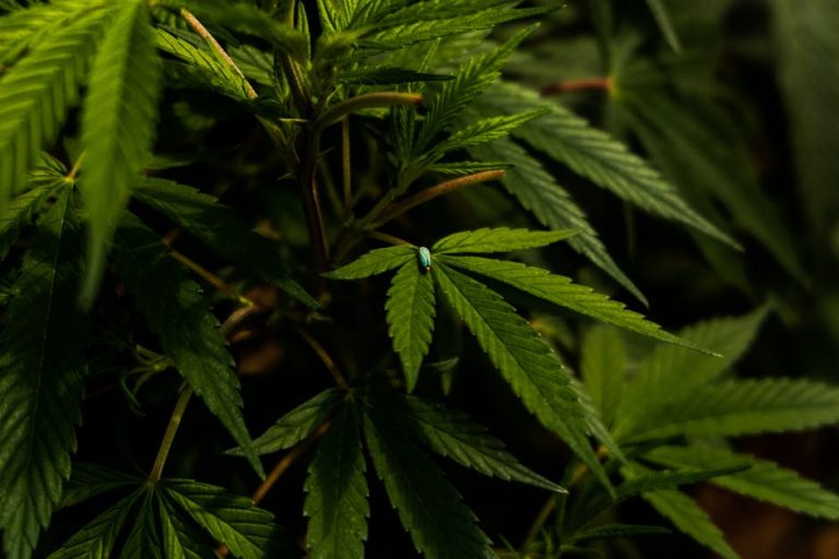 Aarhus Cannabis Shop: Quality, Compliance, and Community