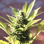 Welcome to the most reliable Bielefeld weed delivery service in the EU img-1351.jpg