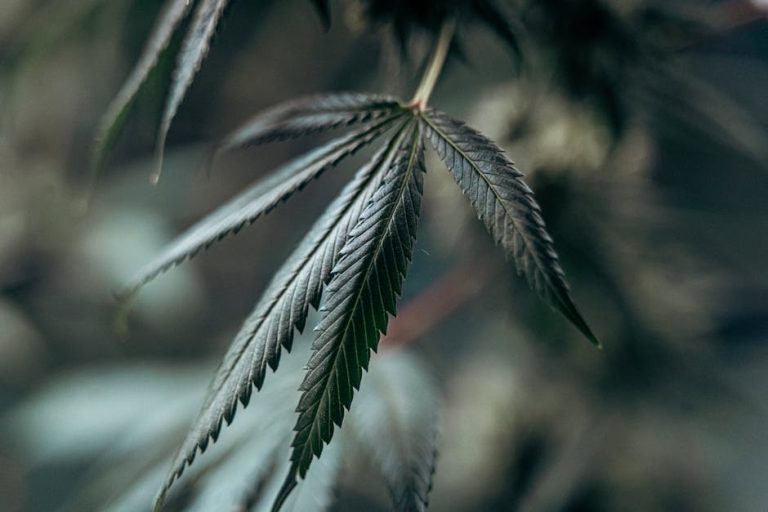 Premium THC‑Rich Marijuana in Belgrade