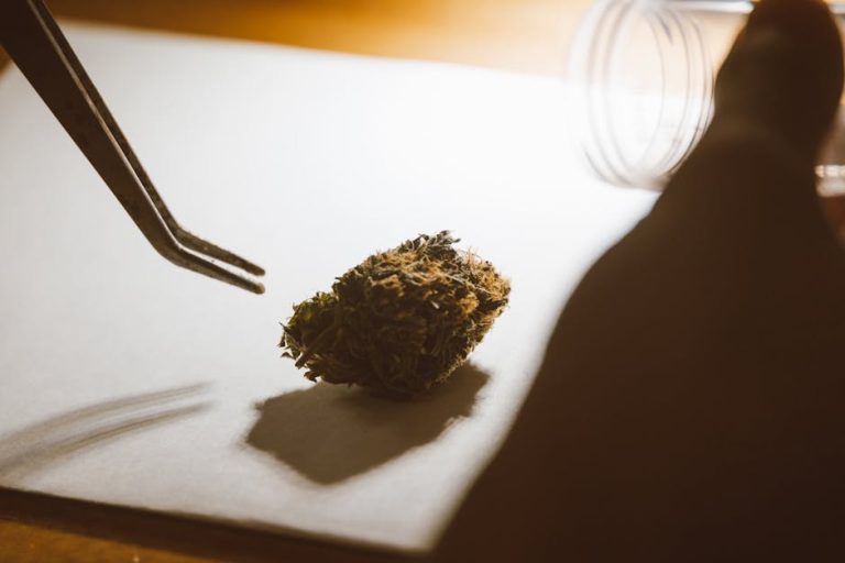 Welcome to the heart of Augsburg’s thriving 420 culture