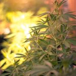 Buy Weed in Bratislava: Online Cannabis Shop img-1509.jpg
