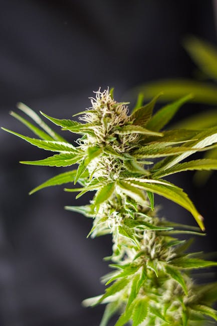 Purchase Weed in Düsseldorf: Explore the Growing Cannabis Market