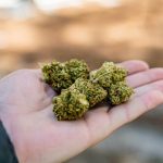 Stuttgart Cannabis Shop img-155.jpg