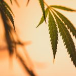 The Ultimate Guide to THC Vape Products in Bulgaria img-1628.jpg