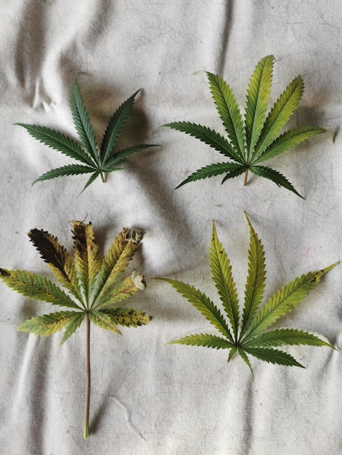 Zagreb Cannabis Delivery Service
