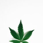 Buy Weed Online in Bucharest: A Guide to Romanian Cannabis Laws and Prices img-1716.jpg