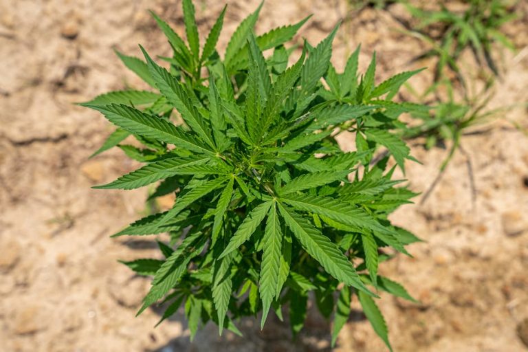 420 Store in Genoa: Your Premier Destination for Legal Cannabis