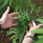 Looking for a reliable, affordable way to get high‑quality THC vape products in Murcia? Our online vape shop is your one‑stop destination for everything from cannabis vape and marijuana vape to e‑juice and vape accessories. img-1781.jpg