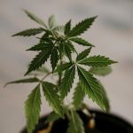 Welcome to the premier cannabis shop in Espoo img-1837.jpg