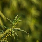 Cannabis Shop Frankfurt: Your Guide to Legal Marijuana, Medical Cannabis, and Delivery img-1838.jpg