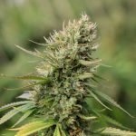 Espoo Cannabis Shop Premium Quality Affordable Prices and Seamless Buying Experience img-1876.jpg