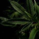 Looking to purchase weed Malmö or buy cannabis Malmö? img-1947.jpg