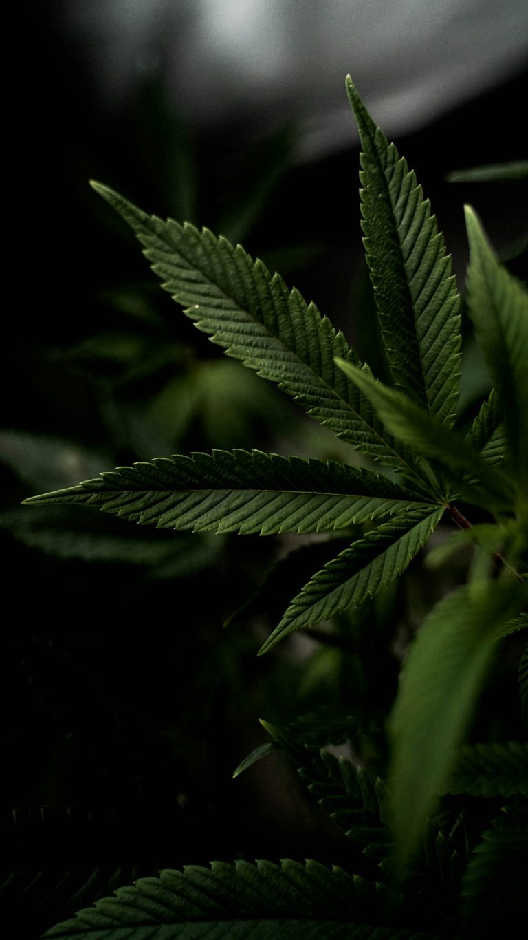 Looking to purchase weed Malmö or buy cannabis Malmö?