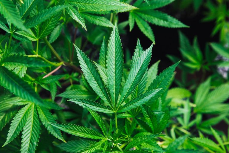 Buy Weed in Belfast: Your Ultimate Guide to Legal Cannabis Shopping