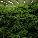 Welcome to the premier online cannabis shop Luzern img-1960.jpg