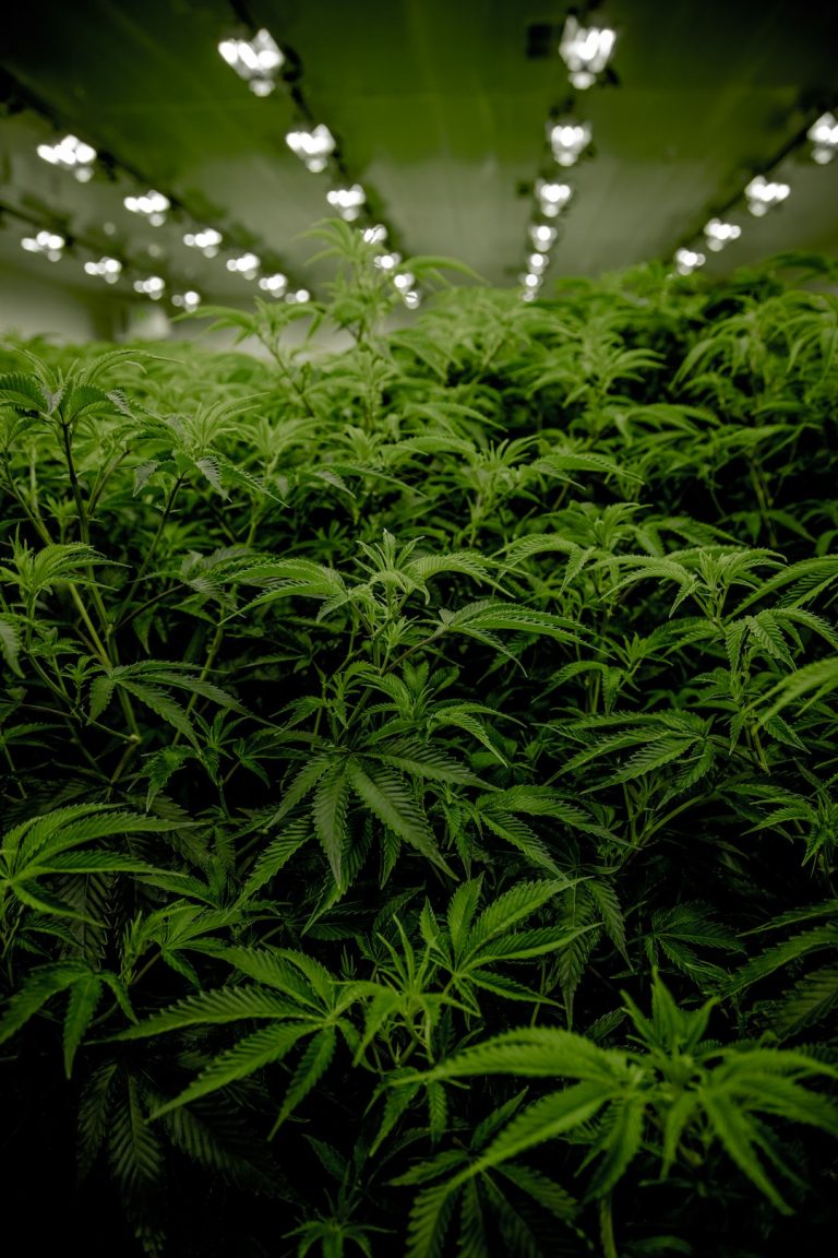 Welcome to the premier online cannabis shop Luzern