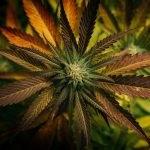 Fast Discreet Affordable Weed Delivery in Karlovy Vary img-1964.jpg