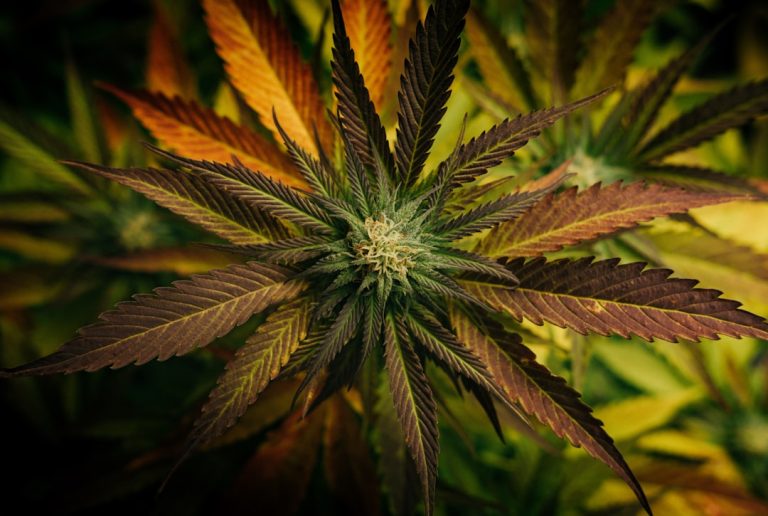 Fast Discreet Affordable Weed Delivery in Karlovy Vary