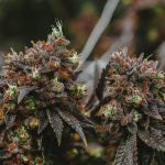 Cannabis Shop Cardiff – Your One‑Stop Online Cannabis Store img-1971.jpg