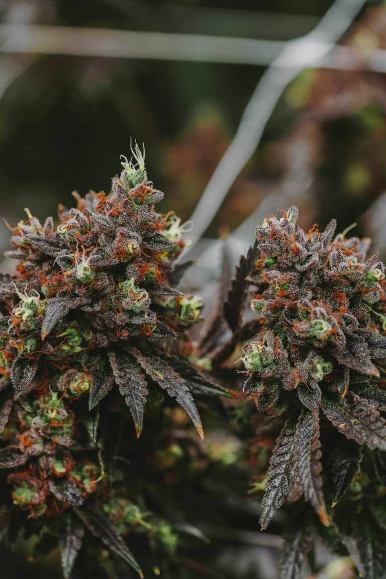 Cannabis Shop Cardiff – Your One‑Stop Online Cannabis Store