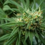 Cannabis Shop Luzern: Premier Destination for Marijuana Lovers img-1976.jpg