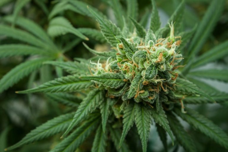 Cannabis Shop Luzern: Premier Destination for Marijuana Lovers