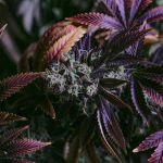 Welcome to the premier Cluj‑Napoca cannabis shop img-1980.jpg
