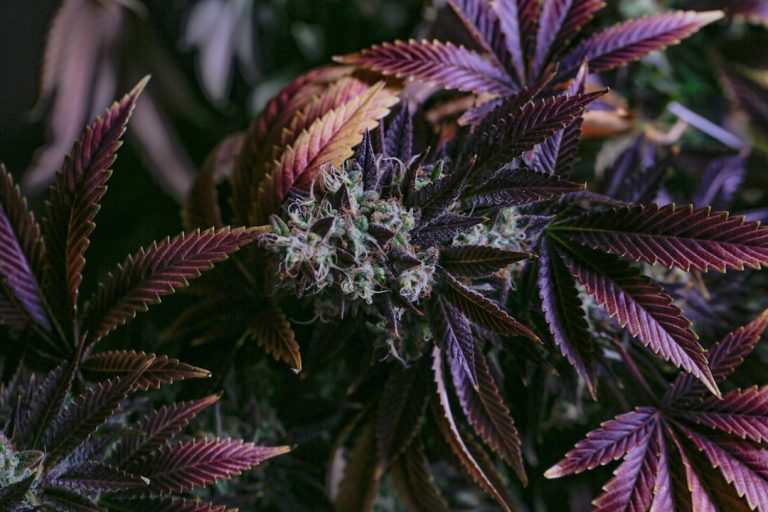 Welcome to the premier Cluj‑Napoca cannabis shop