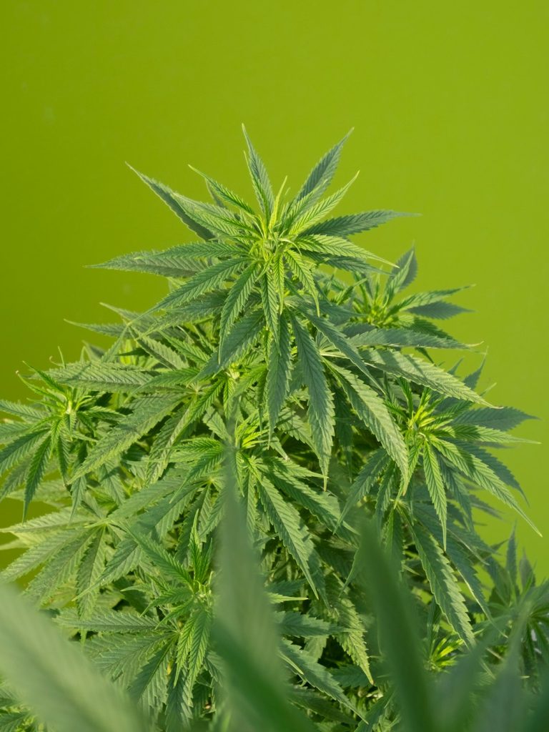 Hashish Purchase Lyon: Buy Hash, Find Dealers, and Navigate the Legal Landscape