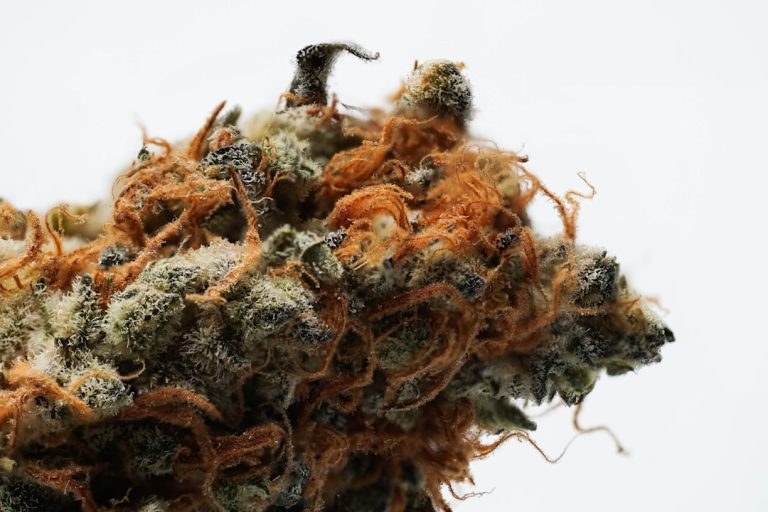 Madeira Cannabis Guide: Legal Status, Cultivation, and Buying Tips
