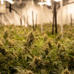 Montpellier Cannabis Dispensary img-2087.jpg