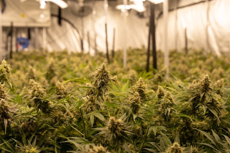 Montpellier Cannabis Dispensary