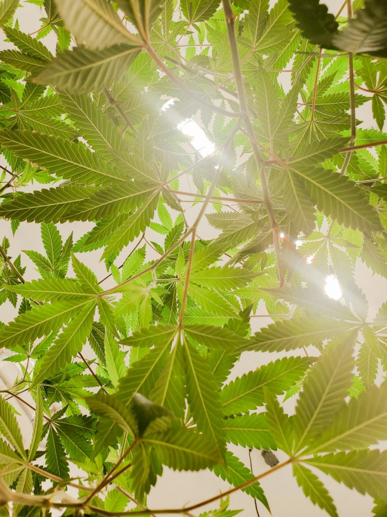Welcome to the premier cannabis shop in Belgrade