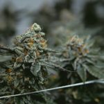 Online Cannabis Shop Croatia: The Definitive Guide img-2105.jpg