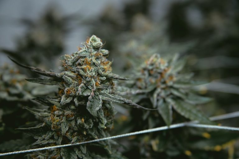 Online Cannabis Shop Croatia: The Definitive Guide