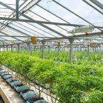 Looking to purchase high‑quality marijuana, cannabis, or hemp in Bern? img-2133.jpg