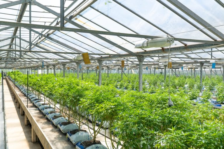 Looking to purchase high‑quality marijuana, cannabis, or hemp in Bern?