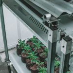 Weed Delivery Luxembourg: Reliable, Affordable, and Compliant Cannabis Delivery Service img-2134.jpg