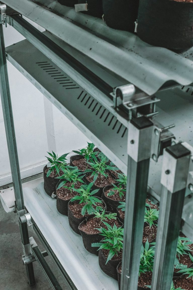 Weed Delivery Luxembourg: Reliable, Affordable, and Compliant Cannabis Delivery Service