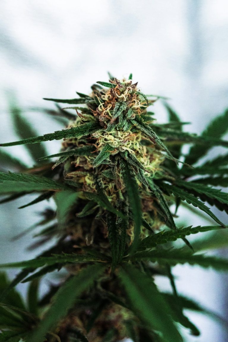 Welcome to the premier cannabis shop in Nice