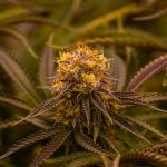 Buying Cannabis in Bialystok: Legal Guide and Online Dispensary img-2162.jpg